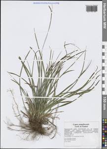 Carex tenuiformis H.Lév. & Vaniot, Siberia, Russian Far East (S6) (Russia)