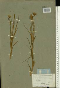 Tragopogon, Eastern Europe, Middle Volga region (E8) (Russia)