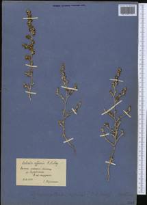 Pyankovia affinis (C. A. Mey. ex Schrenk) Mosyakin & Roalson, Middle Asia, Syr-Darian deserts & Kyzylkum (M7) (Uzbekistan)