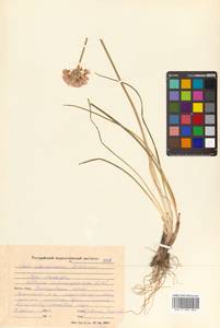 Allium maximowiczii Regel, Siberia, Russian Far East (S6) (Russia)