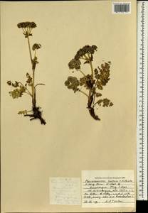 Pleurospermum hookeri C. B. Clarke, South Asia, South Asia (Asia outside ex-Soviet states and Mongolia) (ASIA) (China)