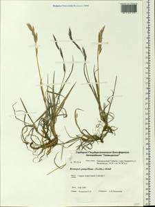Bromus pumpellianus Scribn., Siberia, Central Siberia (S3) (Russia)
