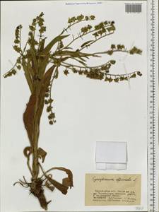 Cynoglossum officinale L., Siberia, Altai & Sayany Mountains (S2) (Russia)