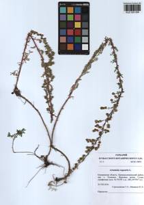 Artemisia rupestris L., Siberia, Altai & Sayany Mountains (S2) (Russia)