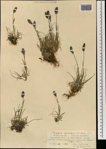 Trisetum spicatum (L.) K.Richt., Mongolia (MONG) (Mongolia)