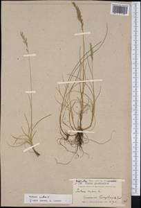 Festuca rubra L., America (AMER) (Greenland)