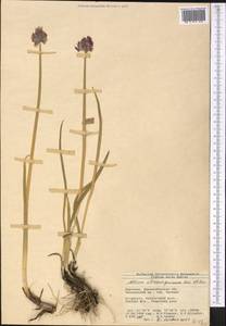 Allium atrosanguineum Schrenk, Middle Asia, Western Tian Shan & Karatau (M3) (Kyrgyzstan)