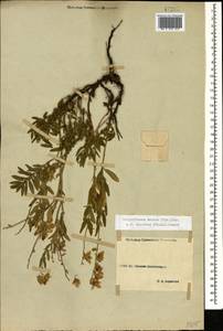 Helianthemum ovatum (Viv.) Dunal, Caucasus, Stavropol Krai, Karachay-Cherkessia & Kabardino-Balkaria (K1b) (Russia)