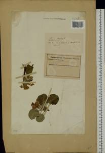 Malus sylvestris Mill., Eastern Europe, Northern region (E1) (Russia)