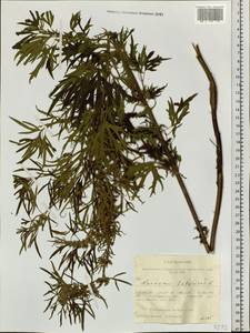 Leonurus tataricus L., Siberia, Western Siberia (S1) (Russia)