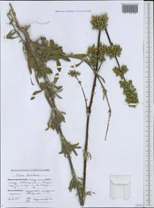Silene densiflora, Caucasus, Black Sea Shore (from Novorossiysk to Adler) (K3) (Russia)