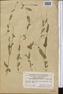 Acanthocephalus amplexifolius Kar. & Kir., Middle Asia, Western Tian Shan & Karatau (M3) (Kazakhstan)