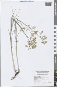 Eremogone longifolia (M. Bieb.) Fenzl, Eastern Europe, Central forest-and-steppe region (E6) (Russia)