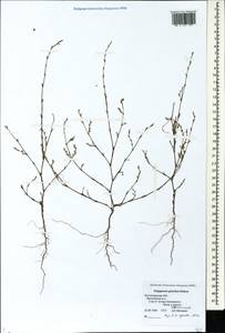 Polygonum patulum subsp. patulum, Eastern Europe, Lower Volga region (E9) (Russia)