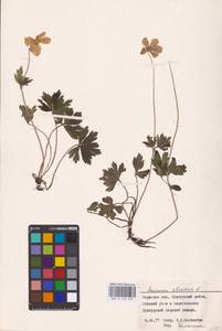 Anemone sylvestris L., Eastern Europe, Eastern region (E10) (Russia)
