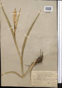 Iris halophila var. sogdiana (Bunge) Skeels, Middle Asia, Western Tian Shan & Karatau (M3) (Kazakhstan)