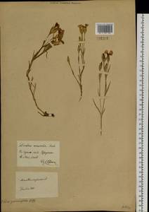 Dianthus chinensis L., Siberia, Baikal & Transbaikal region (S4) (Russia)