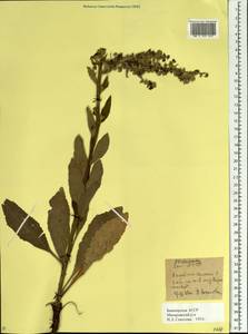 Verbascum lychnitis L., Eastern Europe, Eastern region (E10) (Russia)