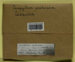 Campylium protensum (Brid.) Kindb., Bryophytes, Bryophytes - Russian Far East (excl. Chukotka & Kamchatka) (B20) (Russia)