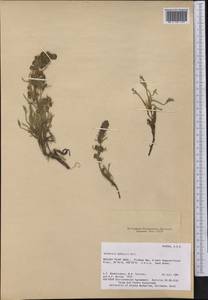 Artemisia borealis Pall., America (AMER) (United States)