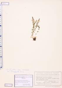 Woodsia pulchella Bertol., Siberia, Altai & Sayany Mountains (S2) (Russia)
