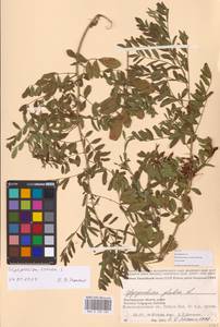 Glycyrrhiza glabra L., Eastern Europe, Lower Volga region (E9) (Russia)