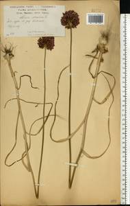 Allium rotundum L., Eastern Europe, Central forest-and-steppe region (E6) (Russia)