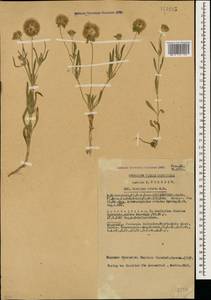 Lomelosia rotata (M. Bieb.) Greuter & Burdet, Caucasus, Azerbaijan (K6) (Azerbaijan)
