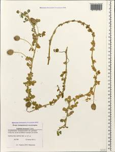 Trifolium fragiferum subsp. bonannii (C.Presl)Sojak, Caucasus, Azerbaijan (K6) (Azerbaijan)
