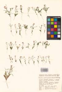 Neotorularia contortuplicata (Steph.) Hedge & J.Léonard, Eastern Europe, Lower Volga region (E9) (Russia)