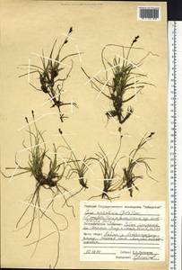 Carex bigelowii subsp. arctisibirica (Jurtzev) Á.Löve & D.Löve, Siberia, Central Siberia (S3) (Russia)