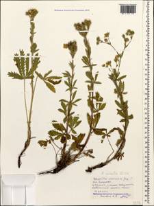 Potentilla pedata Willd., Caucasus, Black Sea Shore (from Novorossiysk to Adler) (K3) (Russia)