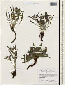 Convolvulus lineatus L., Crimea (KRYM) (Russia)