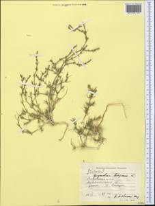 Girgensohnia bungeana Sukhor., Middle Asia, Pamir & Pamiro-Alai (M2) (Tajikistan)