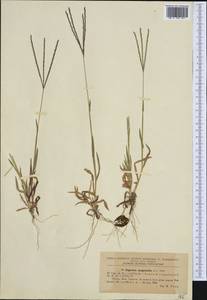 Digitaria sanguinalis (L.) Scop., Western Europe (EUR) (Romania)