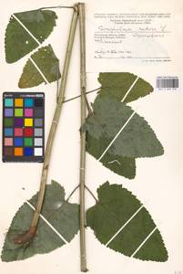 Scrophularia nodosa L., Eastern Europe, Moscow region (E4a) (Russia)