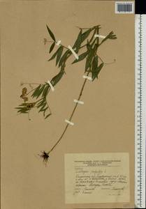 Lathyrus palustris L., Eastern Europe, Central region (E4) (Russia)