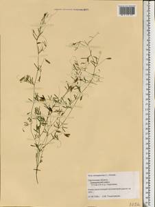 Vicia tetrasperma (L.)Schreb., Eastern Europe, Western region (E3) (Russia)