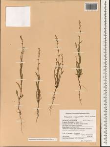 Polygonum argyrocoleum Steud. ex Kunze, South Asia, South Asia (Asia outside ex-Soviet states and Mongolia) (ASIA) (Cyprus)