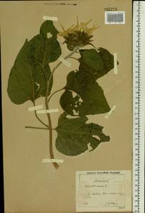 Helianthus annuus L., Eastern Europe, Moscow region (E4a) (Russia)
