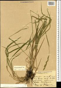 Brachypodium pinnatum (L.) P.Beauv., Caucasus, Krasnodar Krai & Adygea (K1a) (Russia)