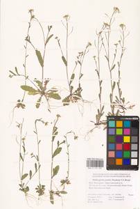 Olimarabidopsis pumila (Steph.) Al-Shehbaz, O'Kane & R.A.Price, Eastern Europe, Lower Volga region (E9) (Russia)