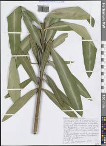 Nerium oleander L., Western Europe (EUR) (Greece)