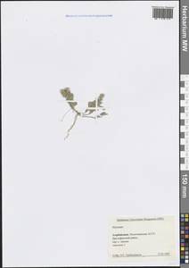 Alyssum, Caucasus, Azerbaijan (K6) (Azerbaijan)