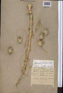 Astragalus sieversianus Pall., Middle Asia, Muyunkumy, Balkhash & Betpak-Dala (M9) (Kazakhstan)