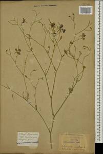Delphinium consolida subsp. consolida, Caucasus, Krasnodar Krai & Adygea (K1a) (Russia)