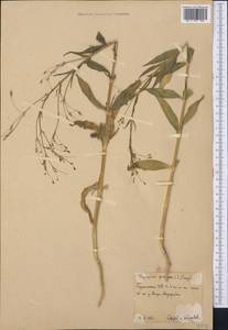 Gypsophila pilosa Huds., Middle Asia, Karakum (M6) (Turkmenistan)
