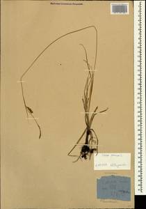 Carex panicea L., Caucasus, Stavropol Krai, Karachay-Cherkessia & Kabardino-Balkaria (K1b) (Russia)