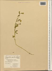 Trigonella spicata Sm., Caucasus, Georgia (K4) (Georgia)