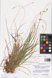 Carex pilulifera L., Eastern Europe, Central region (E4) (Russia)
